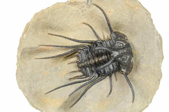 Dicranurus Trilobite - Top Quality Specimen! #267219